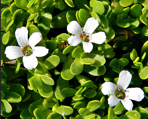 Fleur de Brahmi