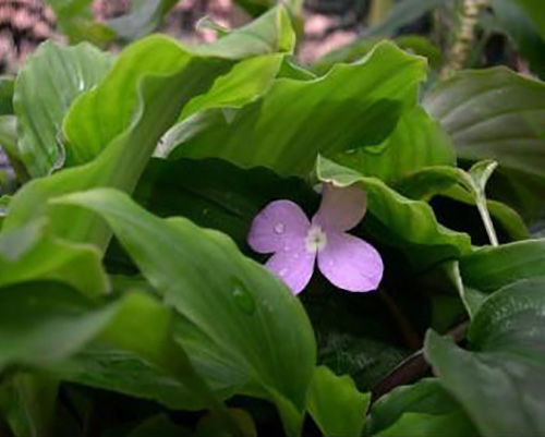 Fleur de Kachur Sugandhi