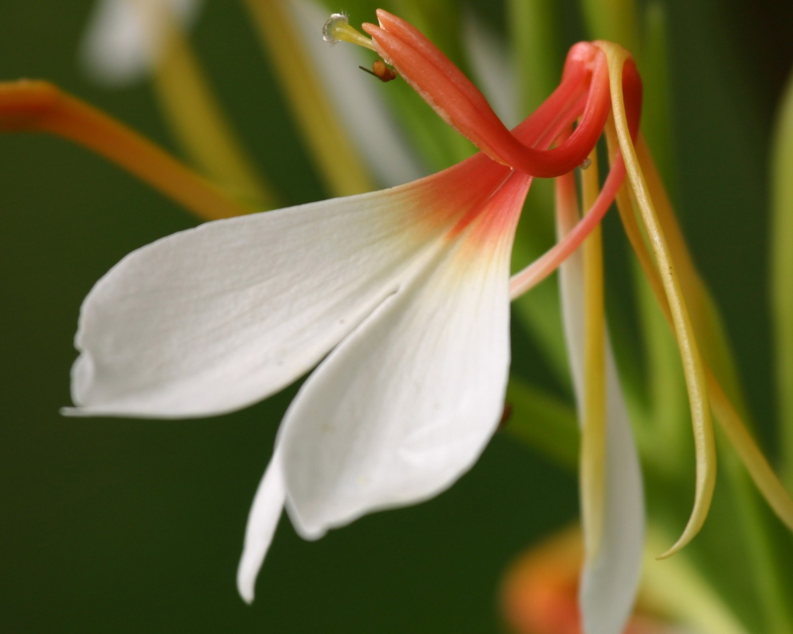 Fleur de Kapoor Kachli